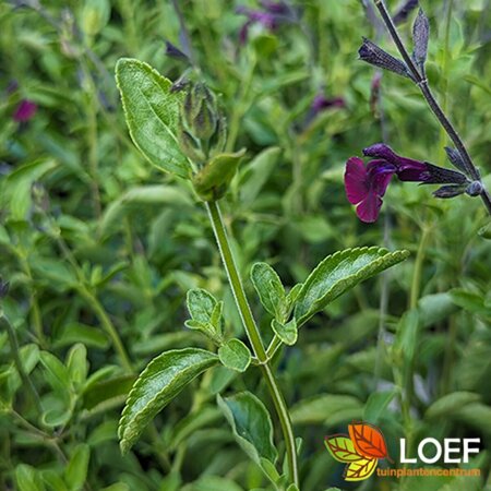 Salvia 'Nachtvlinder' P9 - afbeelding 1