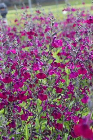 Salvia 'Nachtvlinder' P9 - afbeelding 6