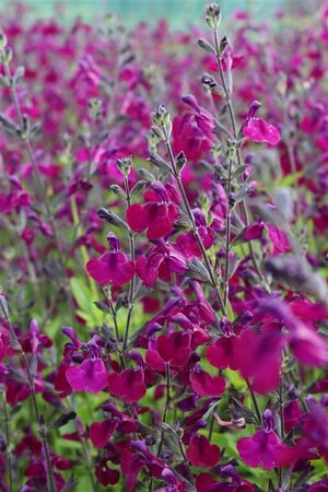 Salvia 'Nachtvlinder' P9 - afbeelding 7
