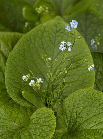 Brunnera macrophylla C2 - afbeelding 2