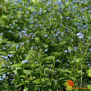Brunnera macrophylla C2 - afbeelding 10