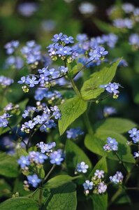 Brunnera macrophylla C2 - afbeelding 5