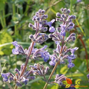 Nepeta faassenii 'Six Hills Giant' C2