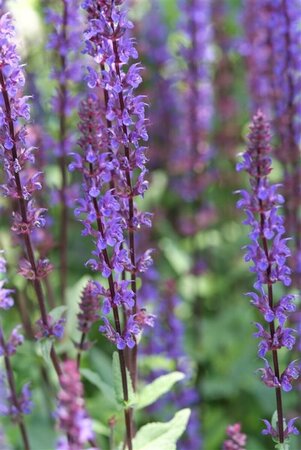 Salvia nemorosa 'Caradonna' C2 - afbeelding 5