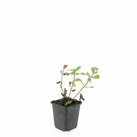 Salvia nemorosa 'Caradonna' C2 - afbeelding 9