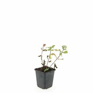 Salvia nemorosa 'Caradonna' C2 - afbeelding 9