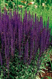 Salvia nemorosa 'Caradonna' C2 - afbeelding 2