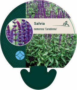 Salvia nemorosa 'Caradonna' C2 - afbeelding 4
