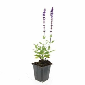 Salvia nemorosa 'Caradonna' C2 - afbeelding 7