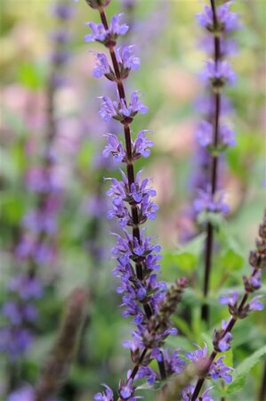 Salvia nemorosa 'Caradonna' C2 - afbeelding 11