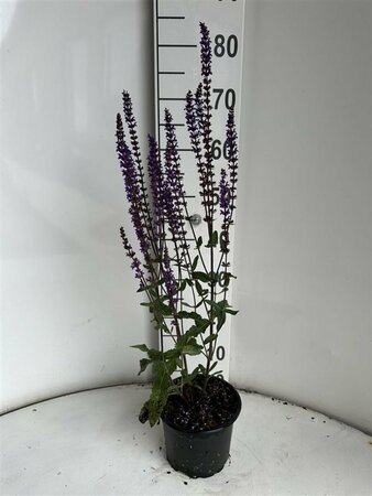 Salvia nemorosa 'Caradonna' C2 - afbeelding 10