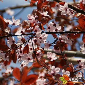 Prunus cerasifera 'Nigra' 10-12 C. 
