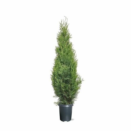 Thuja occidentalis 'Smaragd' - afbeelding 11