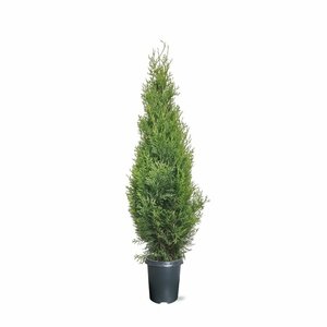Thuja occidentalis 'Smaragd' - afbeelding 11