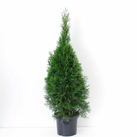Thuja occidentalis 'Smaragd' - afbeelding 2