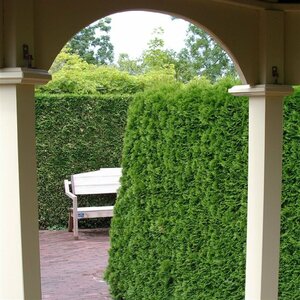 Thuja occidentalis 'Smaragd' - afbeelding 13