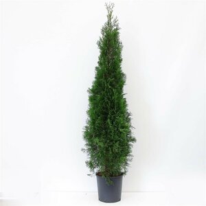 Thuja occidentalis 'Smaragd' - afbeelding 7