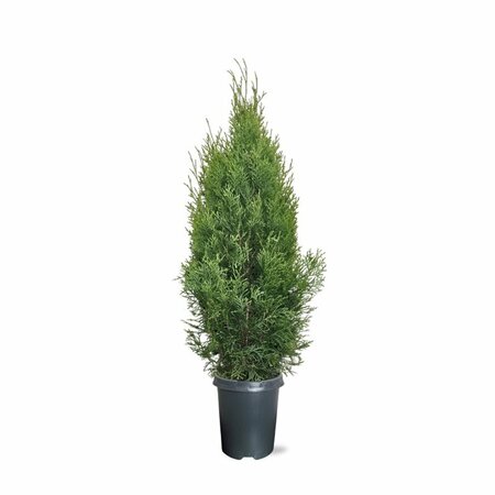 Thuja occidentalis 'Smaragd' - afbeelding 18