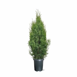 Thuja occidentalis 'Smaragd' - afbeelding 18