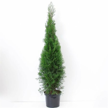 Thuja occidentalis 'Smaragd' - afbeelding 5