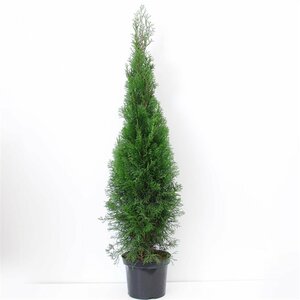 Thuja occidentalis 'Smaragd' - afbeelding 5