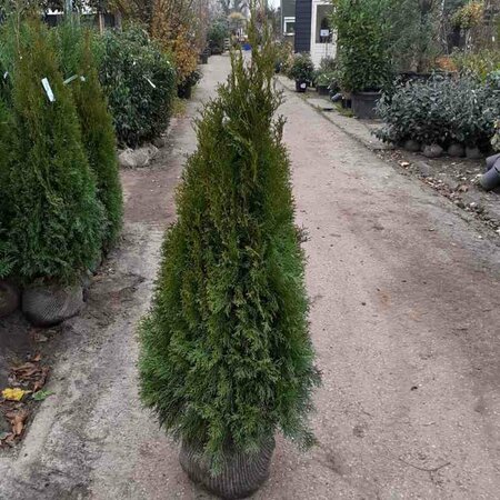 Thuja occidentalis 'Smaragd' - afbeelding 12