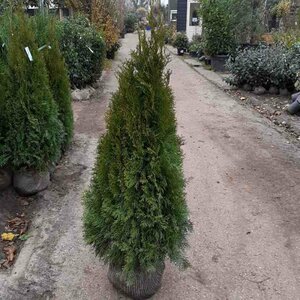 Thuja occidentalis 'Smaragd' - afbeelding 12