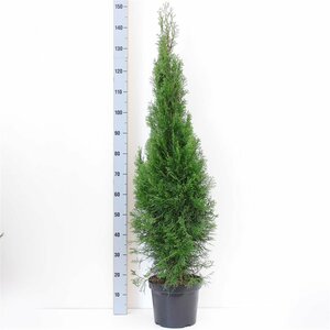 Thuja occidentalis 'Smaragd' - afbeelding 6