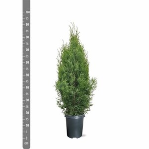 Thuja occidentalis 'Smaragd' - afbeelding 19