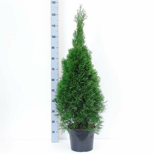 Thuja occidentalis 'Smaragd' - afbeelding 3