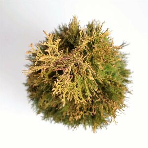 Thuja occidentalis 'Smaragd' - afbeelding 8