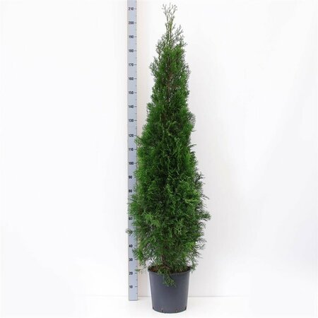 Thuja occidentalis 'Smaragd' - afbeelding 9