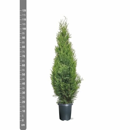 Thuja occidentalis 'Smaragd' - afbeelding 10