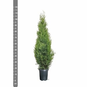 Thuja occidentalis 'Smaragd' - afbeelding 10