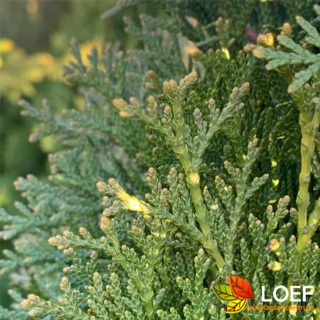 Thuja occidentalis 'Smaragd' - afbeelding 1