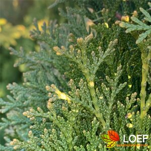 Thuja occidentalis 'Smaragd' 125/150 KL.