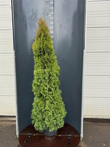 Thuja occidentalis 'Smaragd' - afbeelding 20
