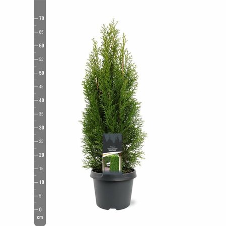 Thuja occidentalis 'Smaragd' - afbeelding 14