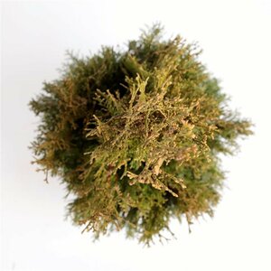Thuja occidentalis 'Smaragd' - afbeelding 4