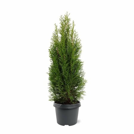 Thuja occidentalis 'Smaragd' - afbeelding 15