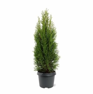 Thuja occidentalis 'Smaragd' - afbeelding 15