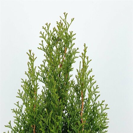 Thuja occidentalis 'Smaragd' - afbeelding 16