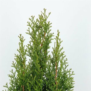 Thuja occidentalis 'Smaragd' - afbeelding 16