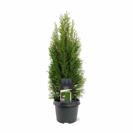 Thuja occidentalis 'Smaragd' - afbeelding 17