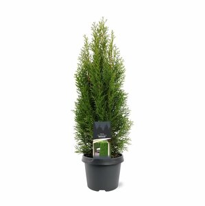 Thuja occidentalis 'Smaragd' - afbeelding 17