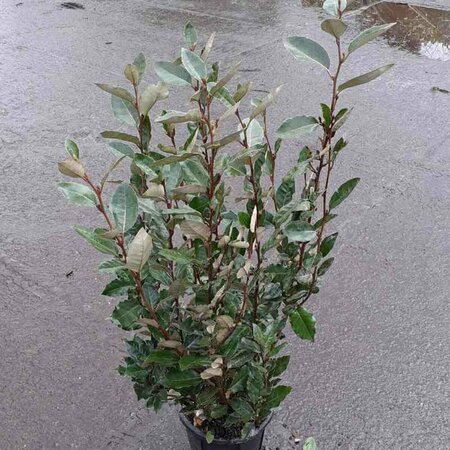 Elaeagnus ebbingei - afbeelding 2