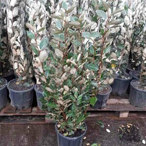 Elaeagnus ebbingei - afbeelding 3