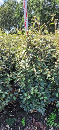 Elaeagnus ebbingei - afbeelding 3