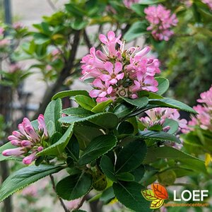 Escallonia leavis 'Pink Elle' 30/40 C.