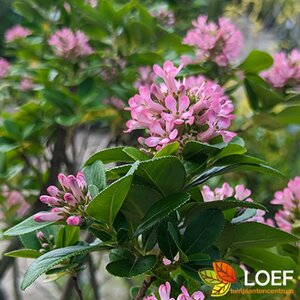 Escallonia leavis 'Pink Elle' - afbeelding 2